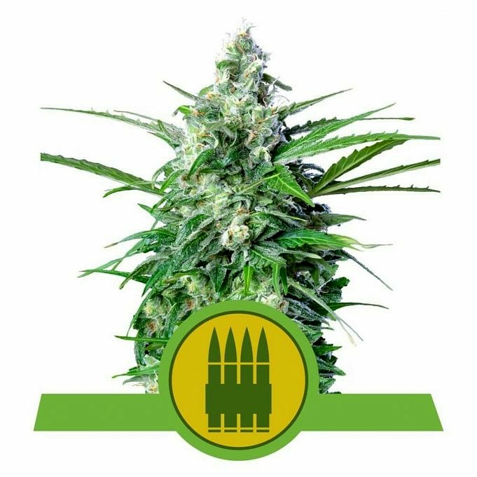 Beste THC-marihuana-drugstestkit - Test De Potentie Van Marihuana Thuis