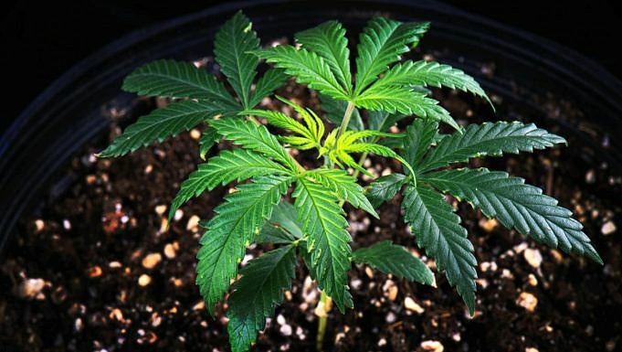 De Beste Bloeiverhogende Meststoffen Voor Cannabisgroei In 2022