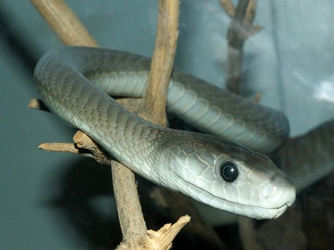 Klant: Copperhead Snake Bites Lowes
