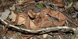 Klant Copperhead Snake Bites Lowes
