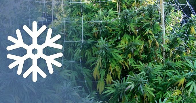 Tijdlijn Voor De Bloeifase Van Cannabis