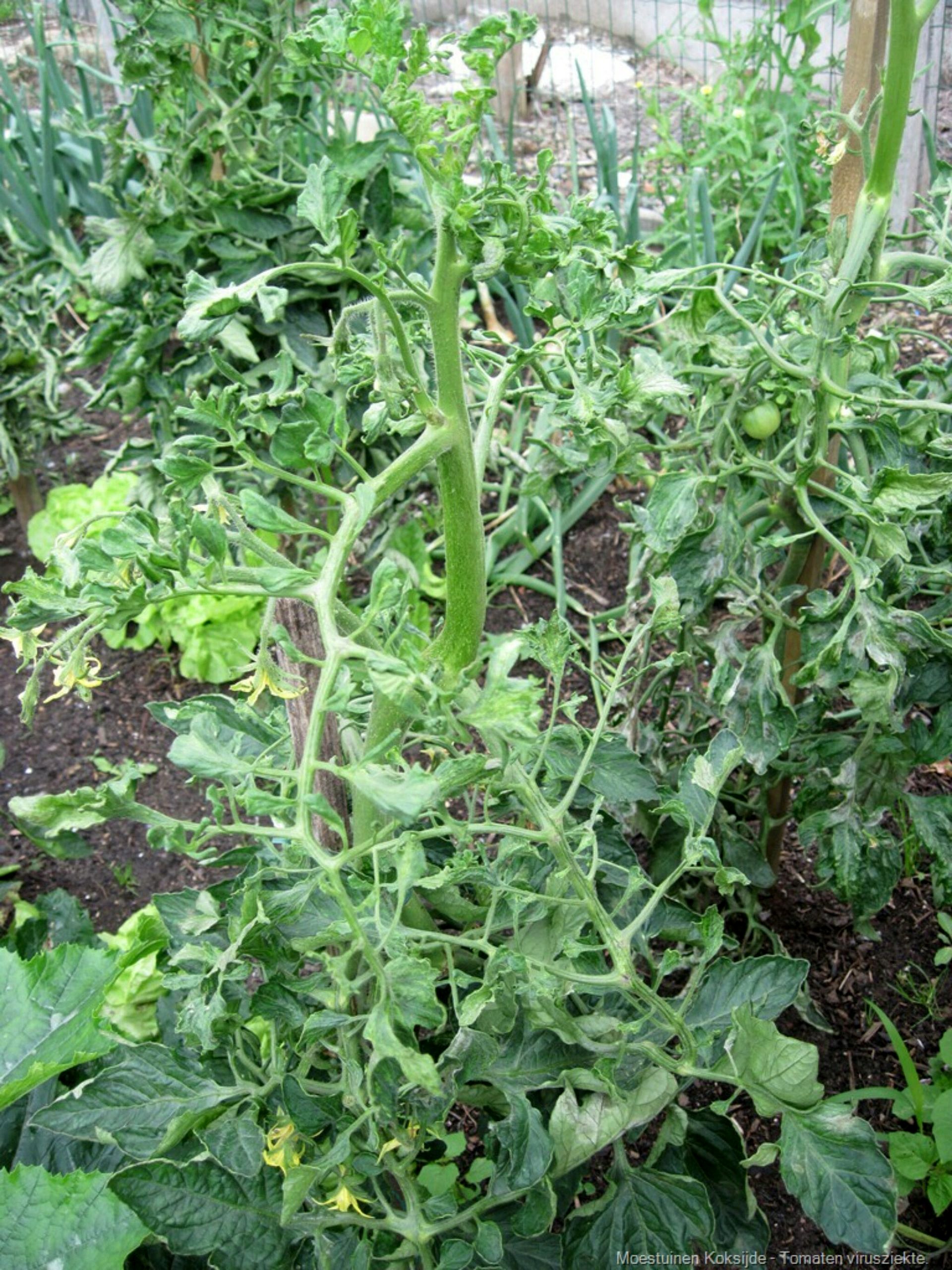 Tomatenplanten Water Geven. Wanneer, Hoeveel, Hoe Vaak & Professionele Tips