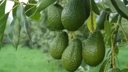 Voordelen van Papaya Tree Farming